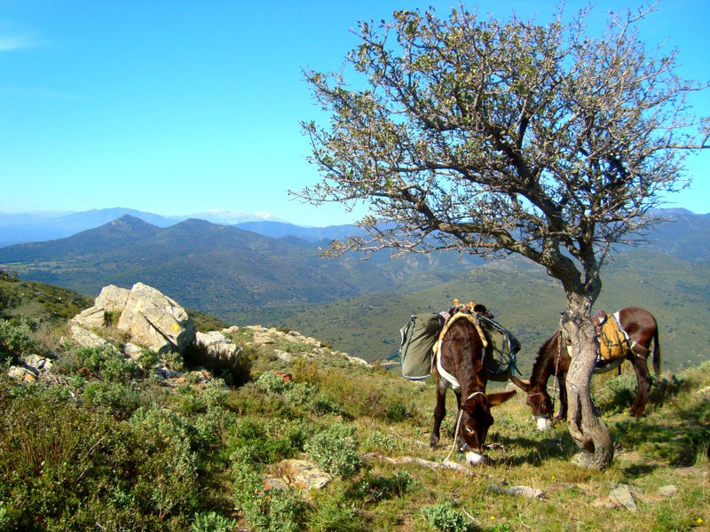 BurroTrek