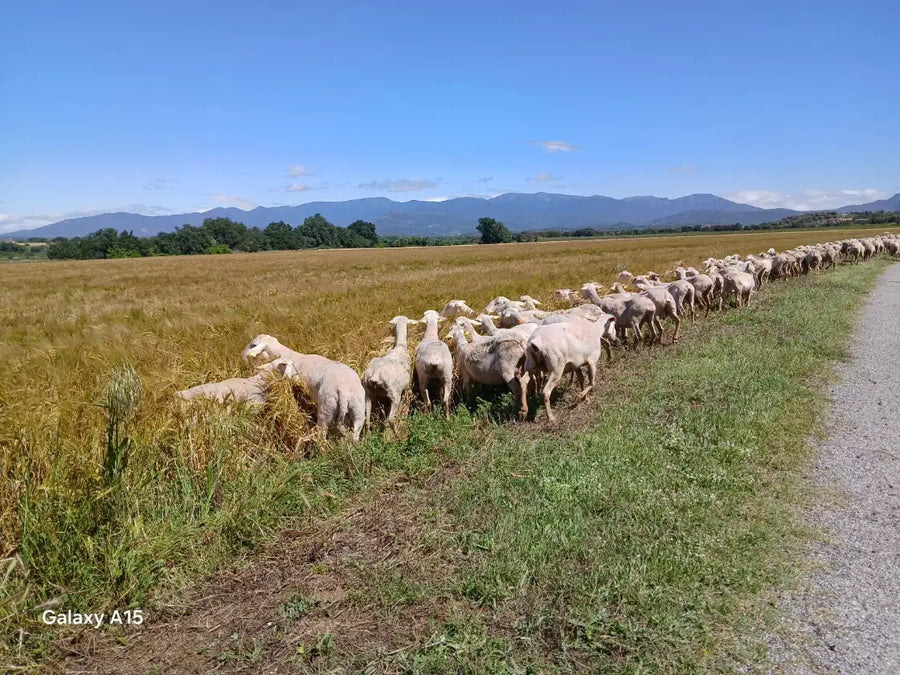 Imagen de la ruta
